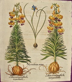 Besler Hand-colored Botanical Engraving of Flowering Plants