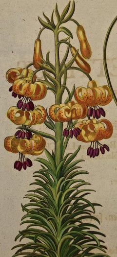 Besler Hand-colored Botanical Engraving of Flowering  Plants