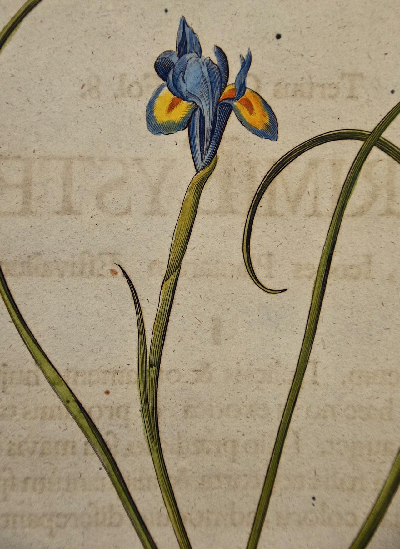 Besler Hand-colored Botanical Engraving of Flowering  Plants   - Academic Print by Basilius Besler