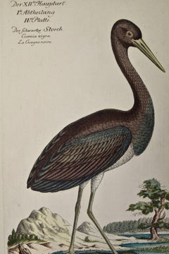 Black Stork, "Ciconia Nigra": An 18th Century Hand-colored Frisch Engraving