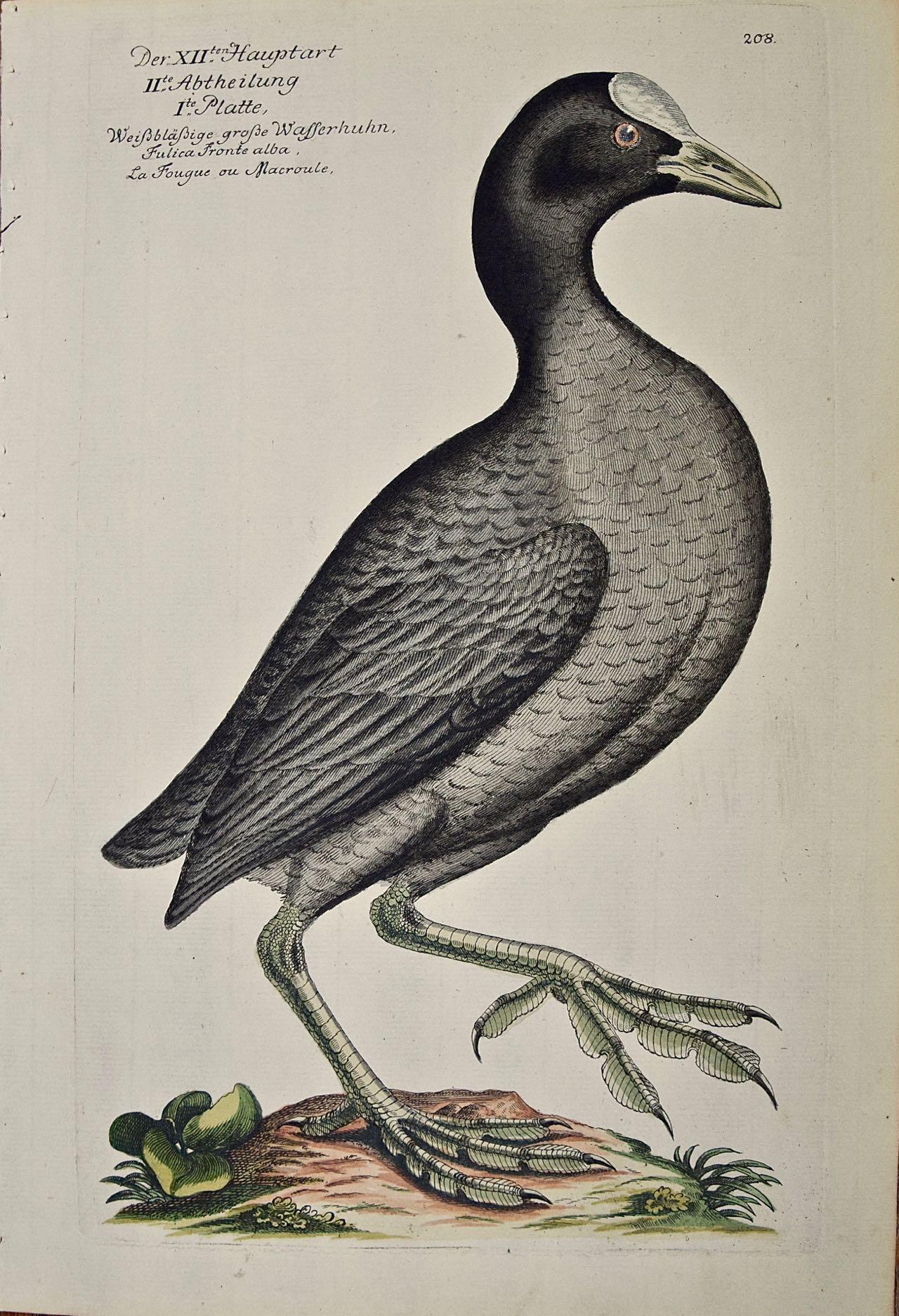 Johann Leonhard Frisch Animal Print - Coot Bird, "Wasserhuhn": An 18th Century Hand-colored Frisch Engraving