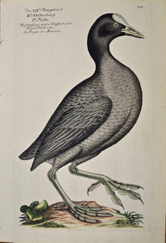 An 18th Century Hand-colored Frisch Engraving "Wasserhuhn" or Coot Bird
