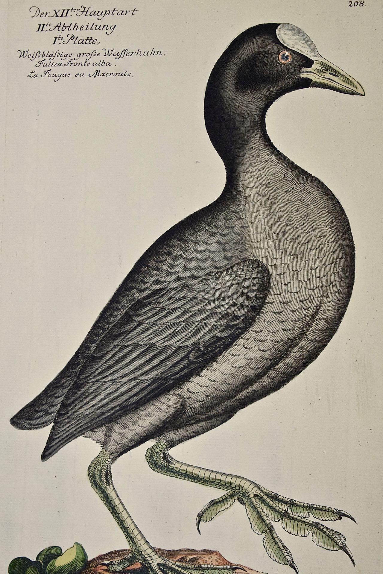 Une gravure de Frisch du 18ème siècle colorée à la main « Wasserhuhn » ou oiseau coot - Print de Johann Leonhard Frisch