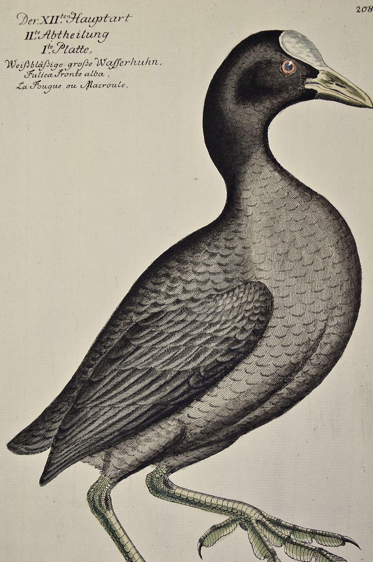 Une gravure de Frisch du 18ème siècle colorée à la main « Wasserhuhn » ou oiseau coot - Naturalisme Print par Johann Leonhard Frisch