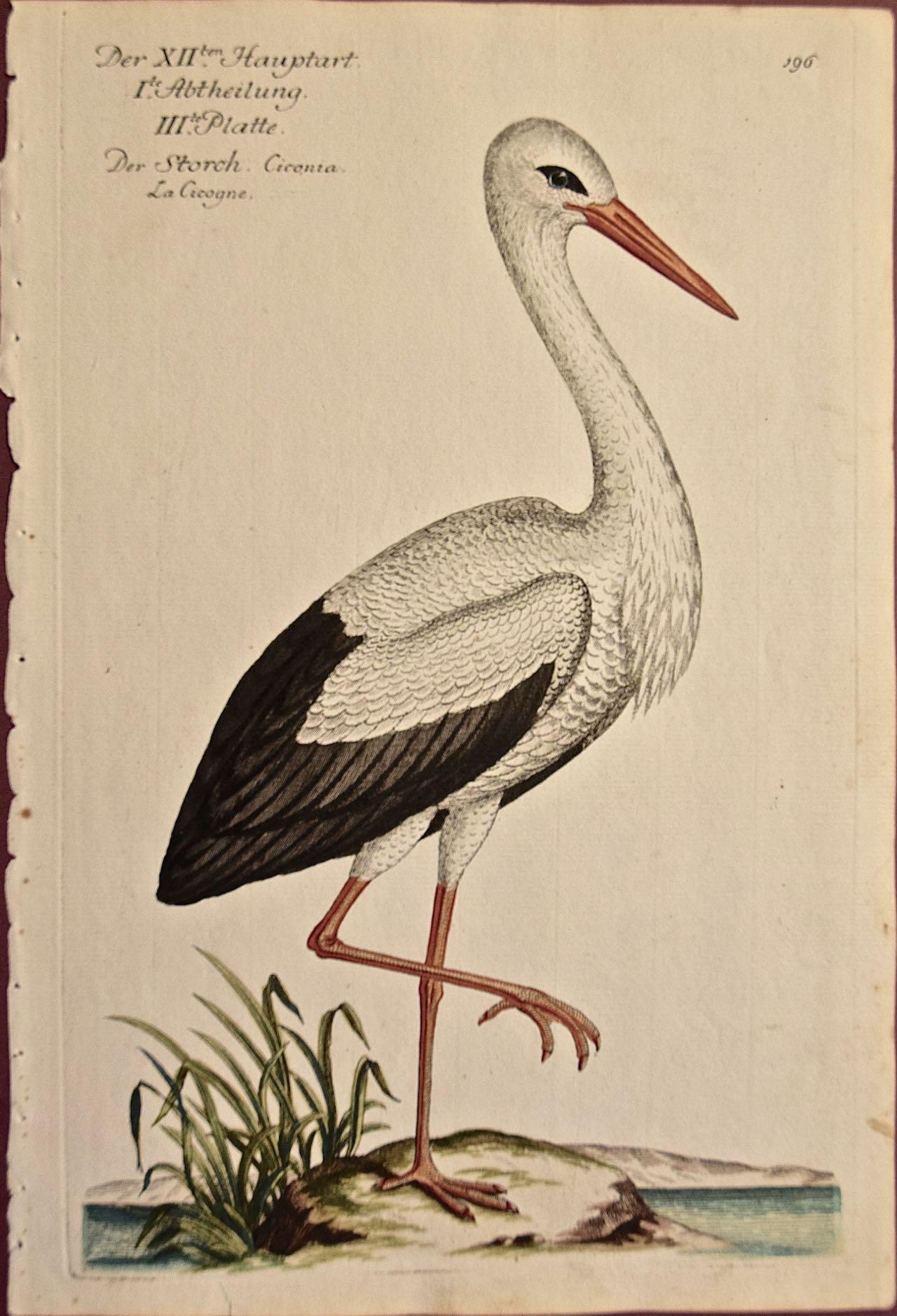 Une gravure de Frisch du 18ème siècle colorée à la main « Torch Ciconia » ou « Storch Ciconia » ou « Stork White »