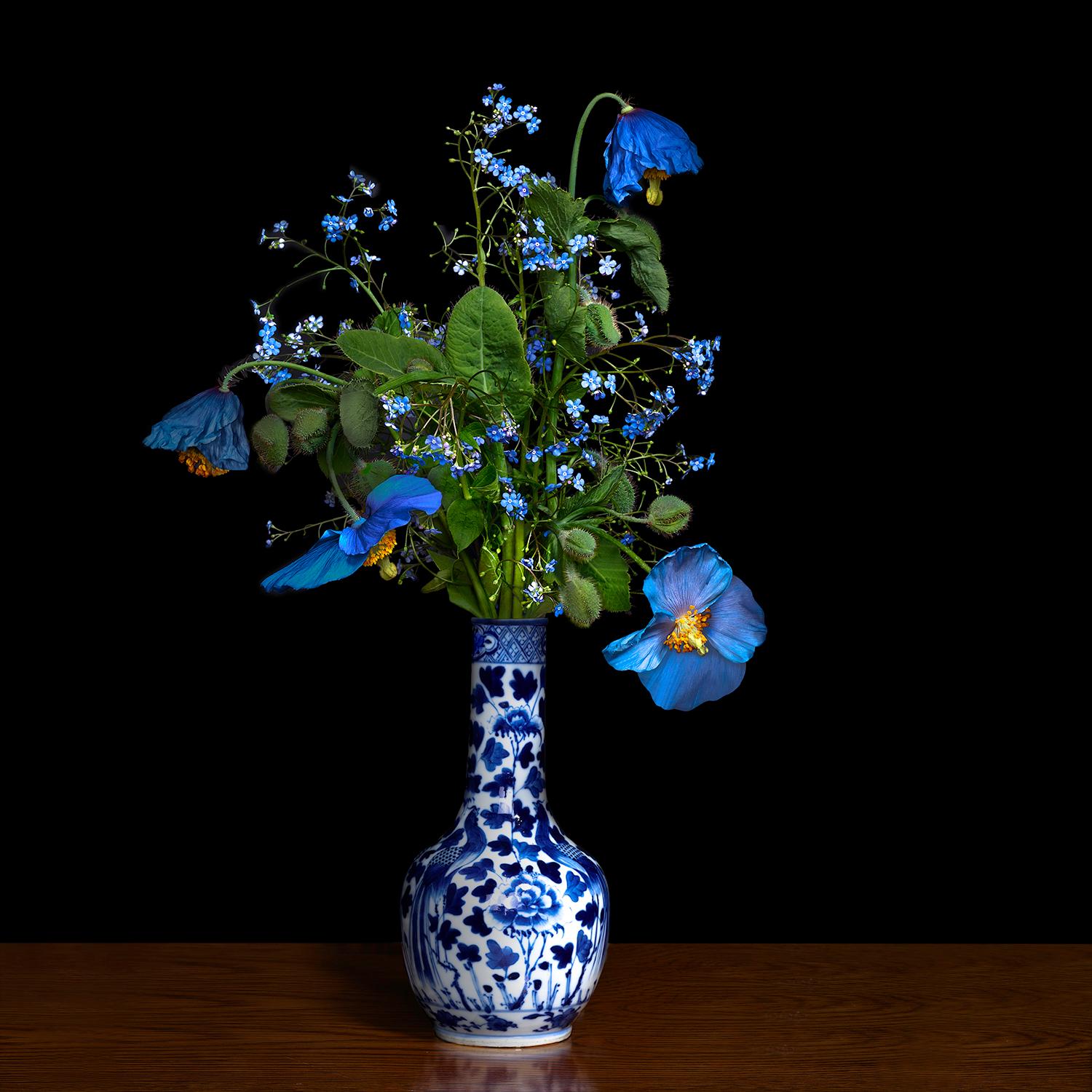 T.M. Glass Still-Life Photograph – Blauer Mohn in einer blauen und weißen chinesischen Vase