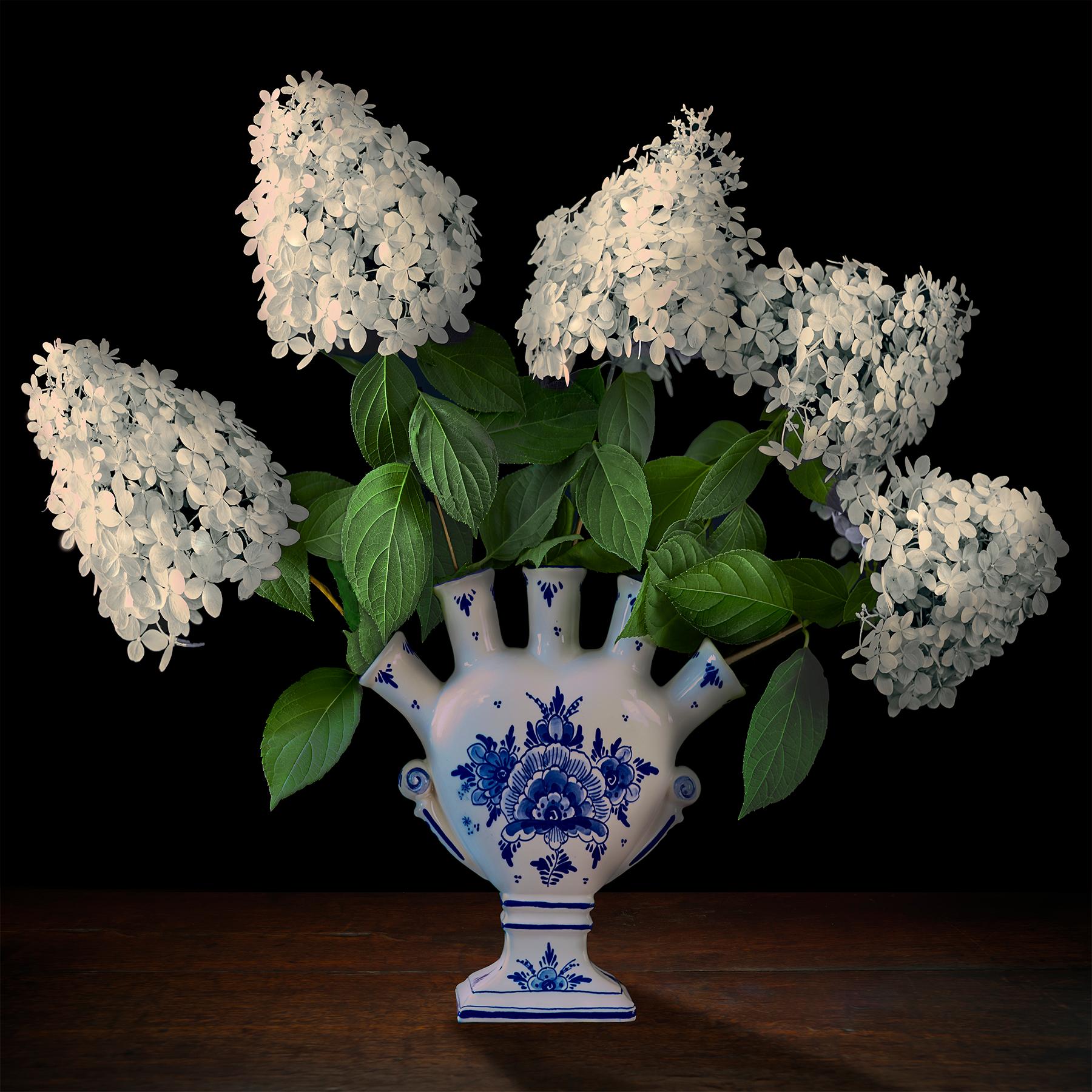 Hydrangeas in a Dutch Tuliperie