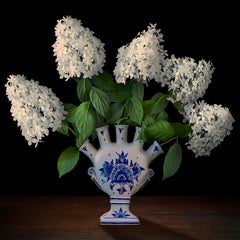 Hydrangeas in a Dutch Tuliperie (goutte d'eau)