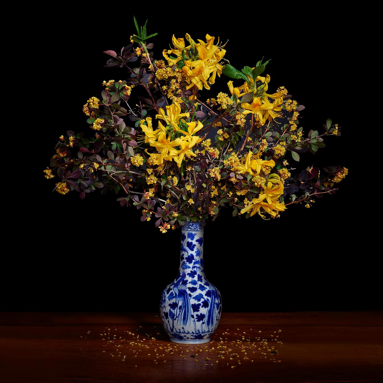 T.M. Glass Color Photograph – Gelbe Azalea und Barbeer in einer blauen und weißen chinesischen Vase