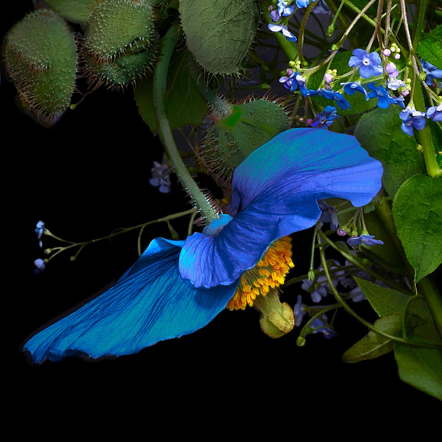 T.M. Glass Color Photograph - Blue Poppy & Forget-me-nots