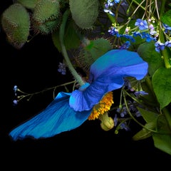 Coquelicot bleu et ce qui ne passe pas inaperçu