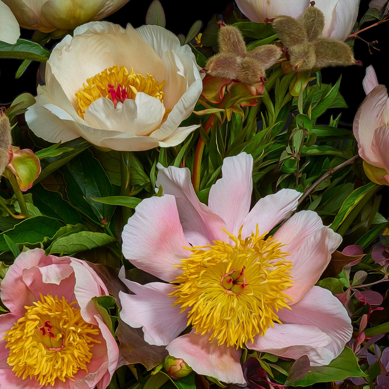 T.M. Glass Still-Life Photograph - Hybrid Peonies & Barberry