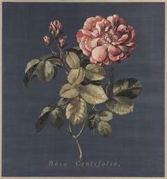 Rosa Centifolia (1ère interpretation)