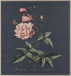 Rosa indica vulgaris