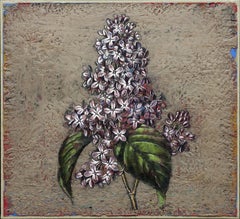 Syringa vulgaris Nr. 6
