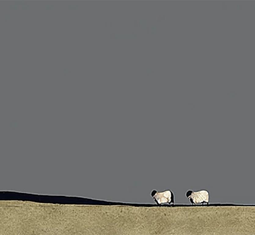 ron lawson sheep prints