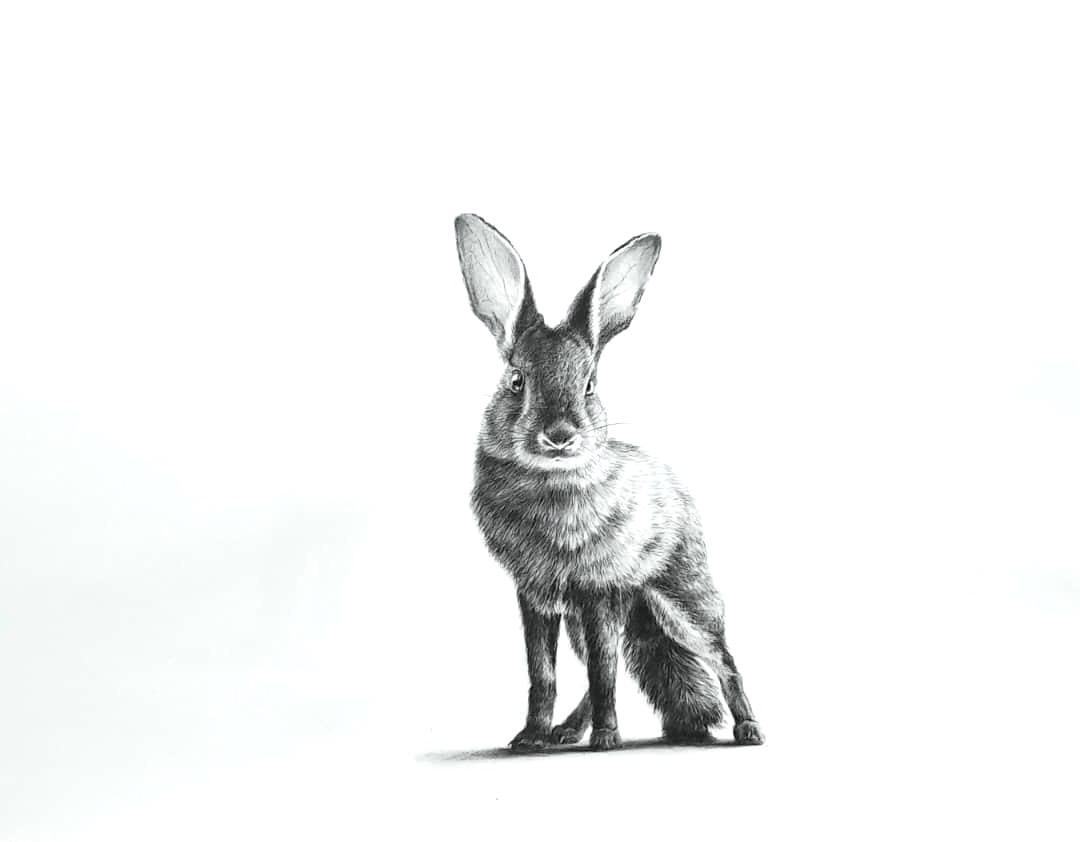 Hasenfuchs