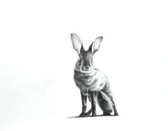 Hasenfuchs