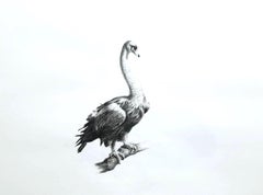 Buitre cisne