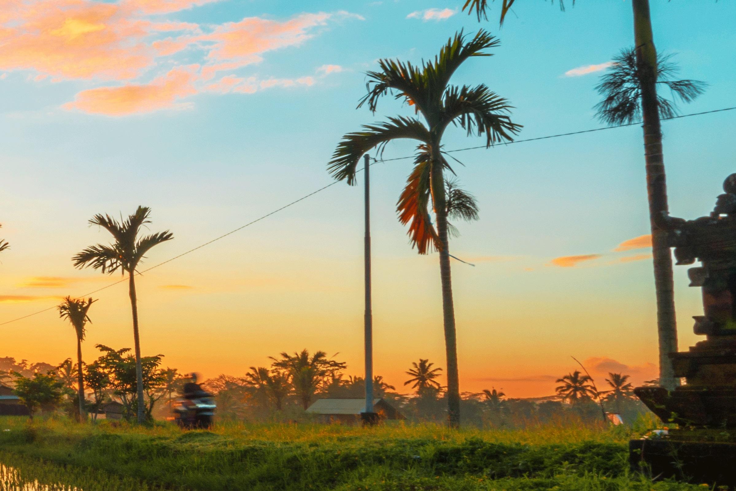 Bali, Asia - Photography Dibond Travel  Landscape Nature Ricefield Sunset Colour For Sale 1