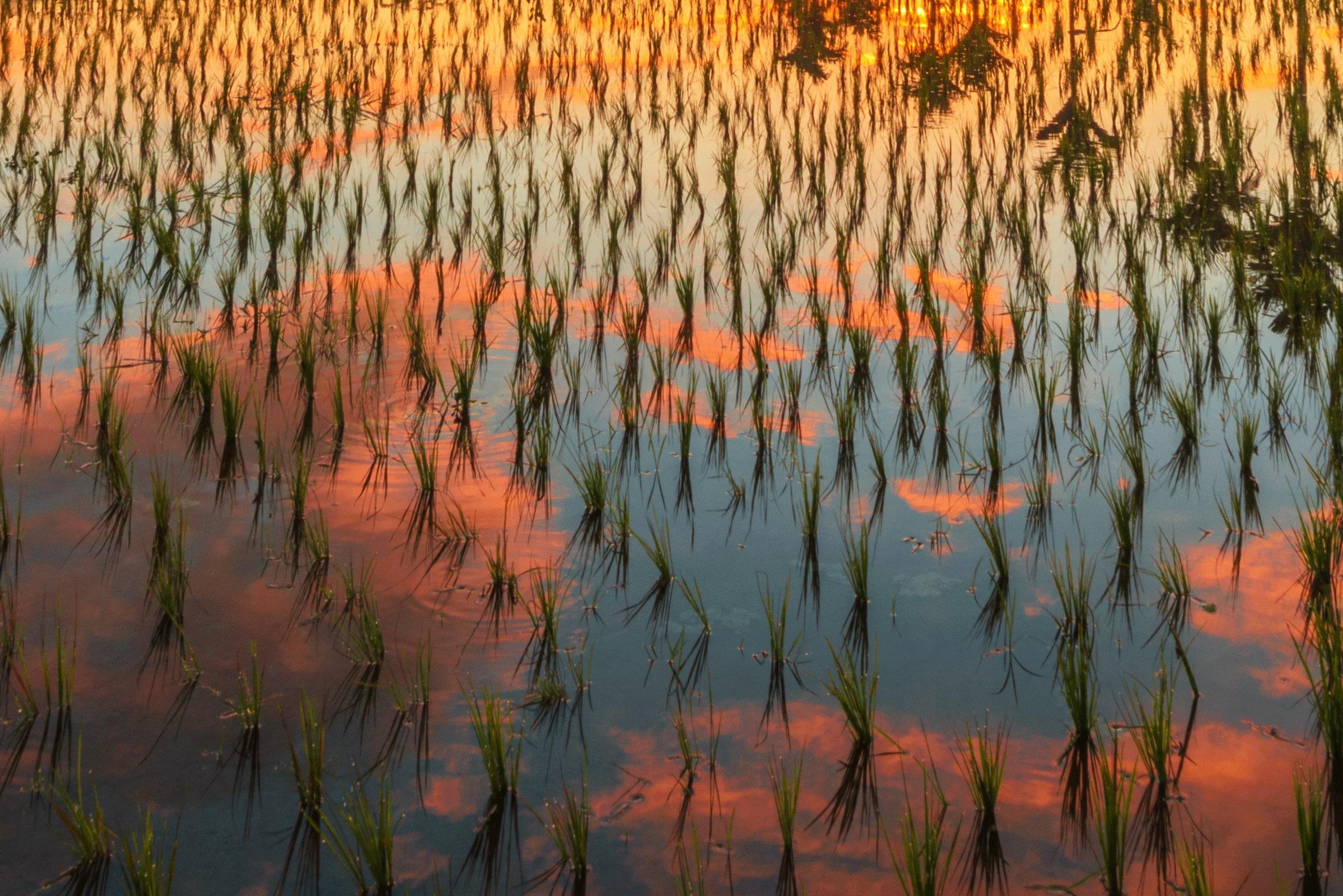 Bali, Asia - Photography Dibond Travel  Landscape Nature Ricefield Sunset Colour For Sale 3