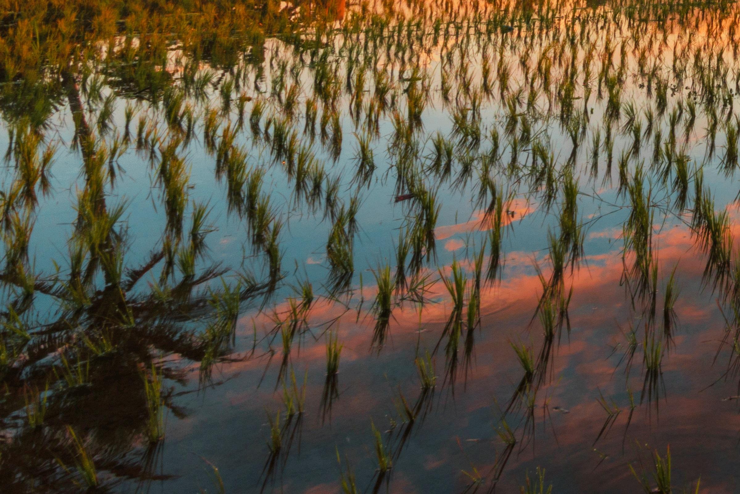 Bali, Asia - Photography Dibond Travel  Landscape Nature Ricefield Sunset Colour For Sale 2