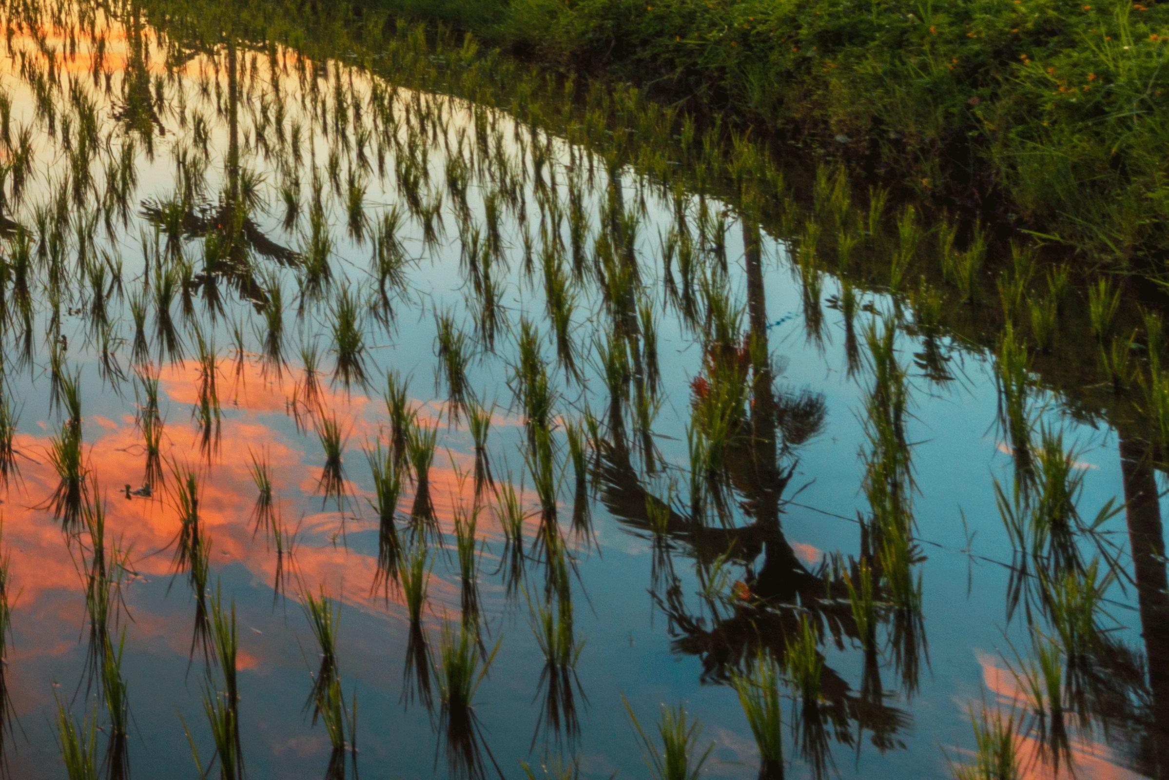 Bali, Asia - Photography Dibond Travel  Landscape Nature Ricefield Sunset Colour For Sale 4