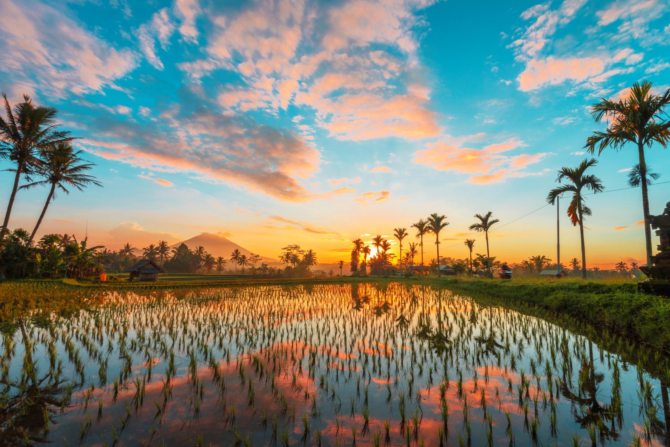 KiLynn (Ki) Tan Landscape Photograph - Bali, Asia - Photography Dibond Travel  Landscape Nature Ricefield Sunset Colour