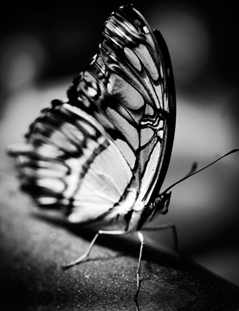 black and white photography butterfly