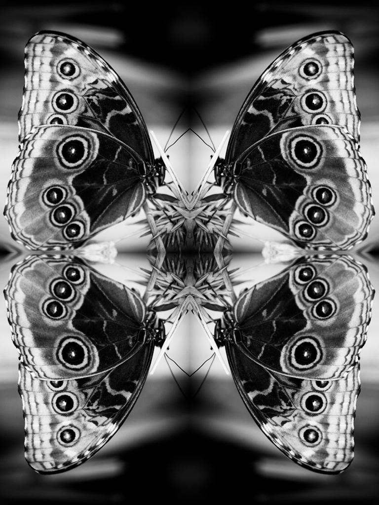 Indira Cesarine Figurative Photograph - Papiliones No 2, Photography, Black and White, Butterfly, Signed, Framed 