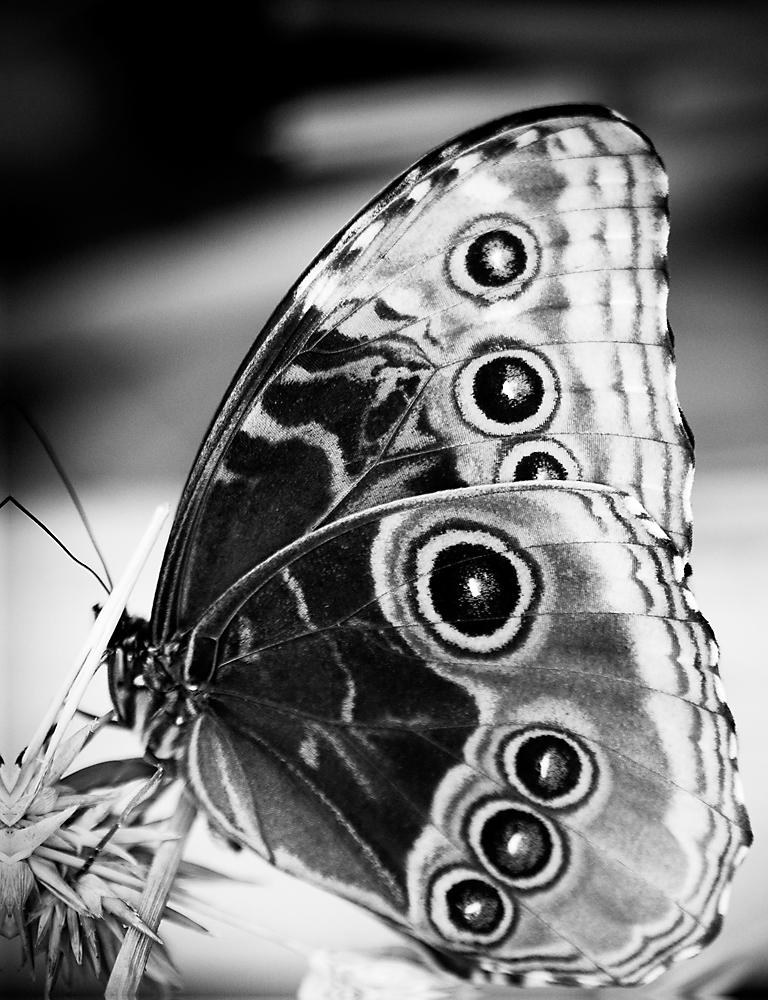 Papiliones No 2, Photography, Black and White, Butterfly, Signed, Framed  For Sale 1