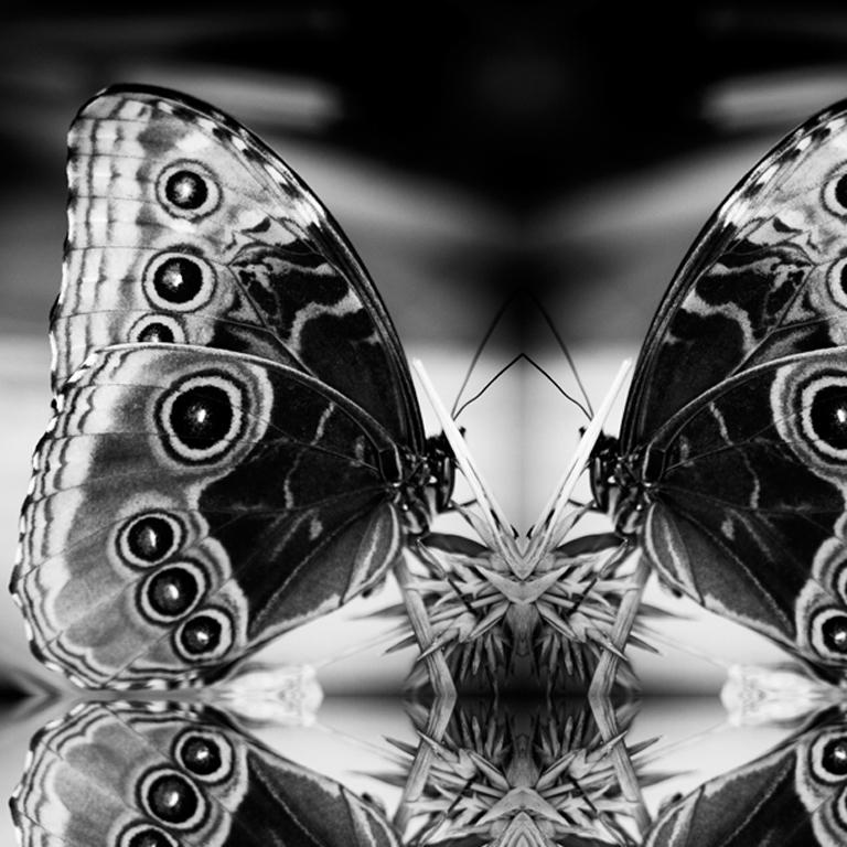 Papiliones No 2, Photography, Black and White, Butterfly, Signed, Framed  For Sale 2
