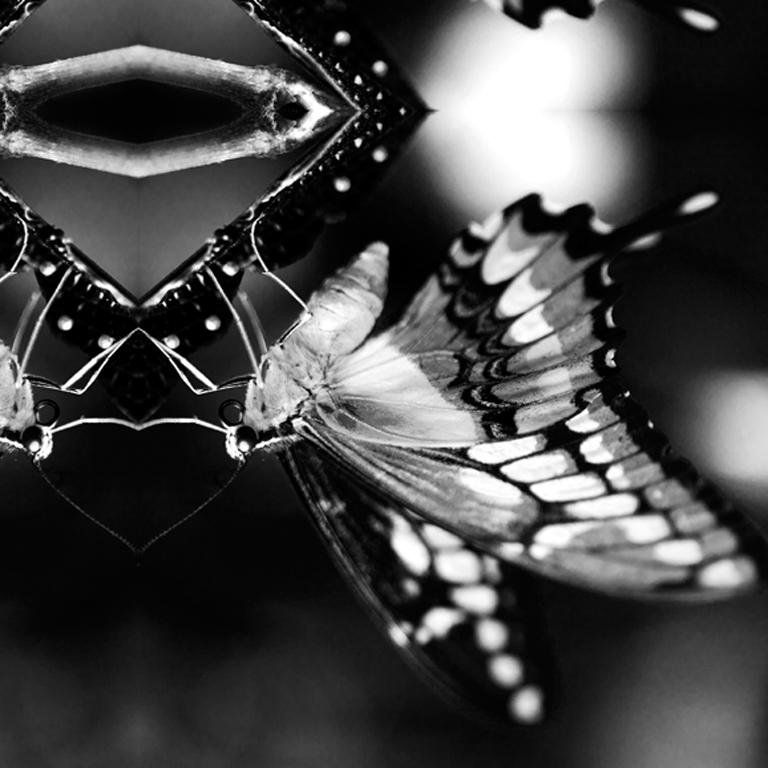 Papiliones No 3, Photography, Black and White, Butterfly, Signed, Framed For Sale 2