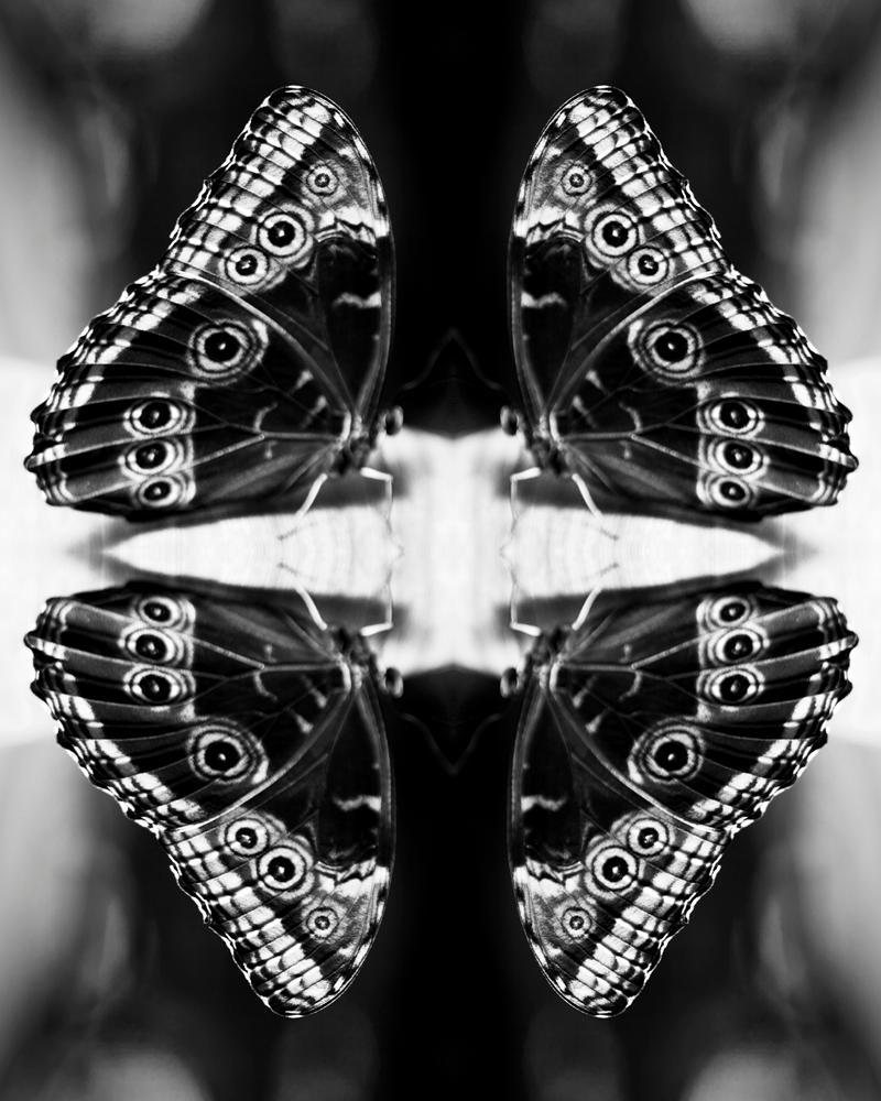 Indira Cesarine Black and White Photograph - Papiliones No 4, Black and White, Photography, Butterfly Photography, Signed