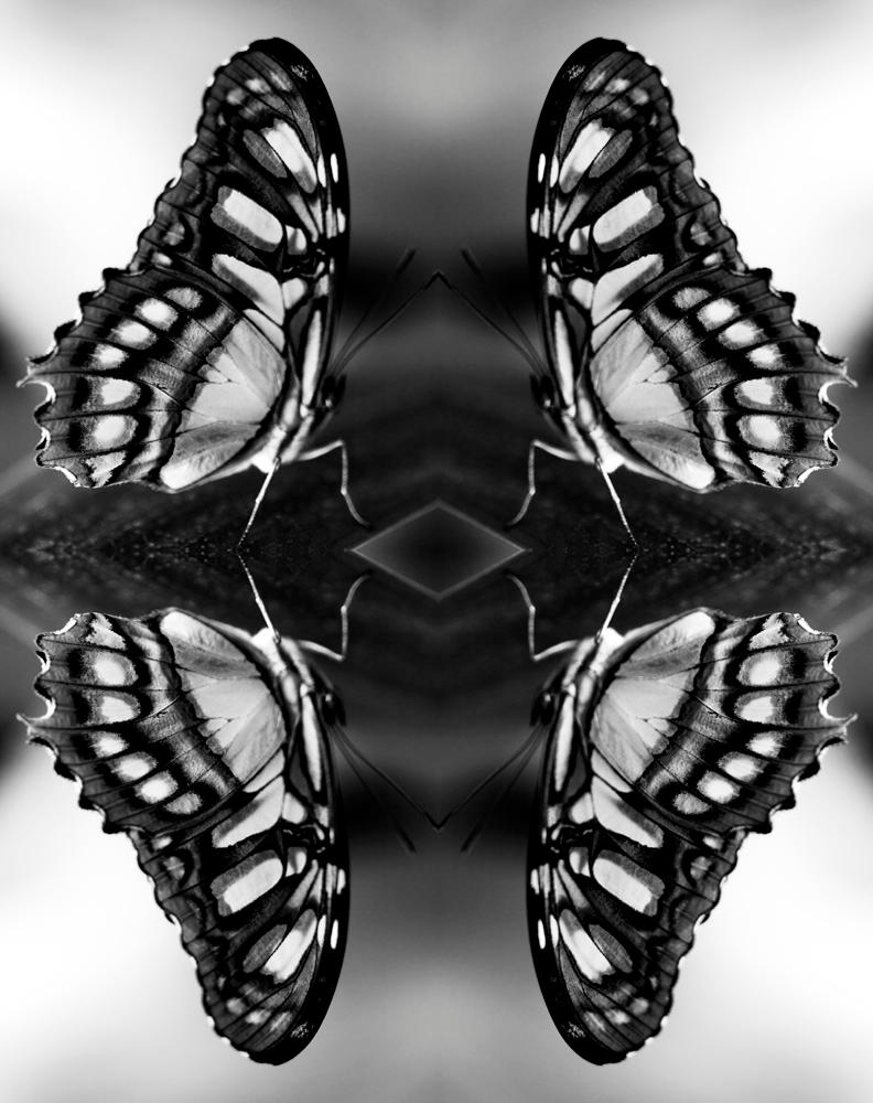 Indira Cesarine Figurative Photograph - Papiliones No 5, Photography, Black and White, Butterfly, Signed, Framed