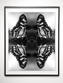 Papiliones No 5, Photography, Black and White, Butterfly, Signed, Framed