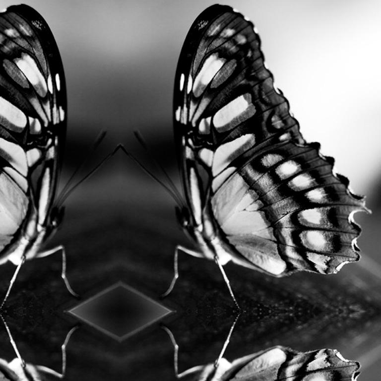 Papiliones No 5, Photography, Black and White, Butterfly, Signed, Framed For Sale 1