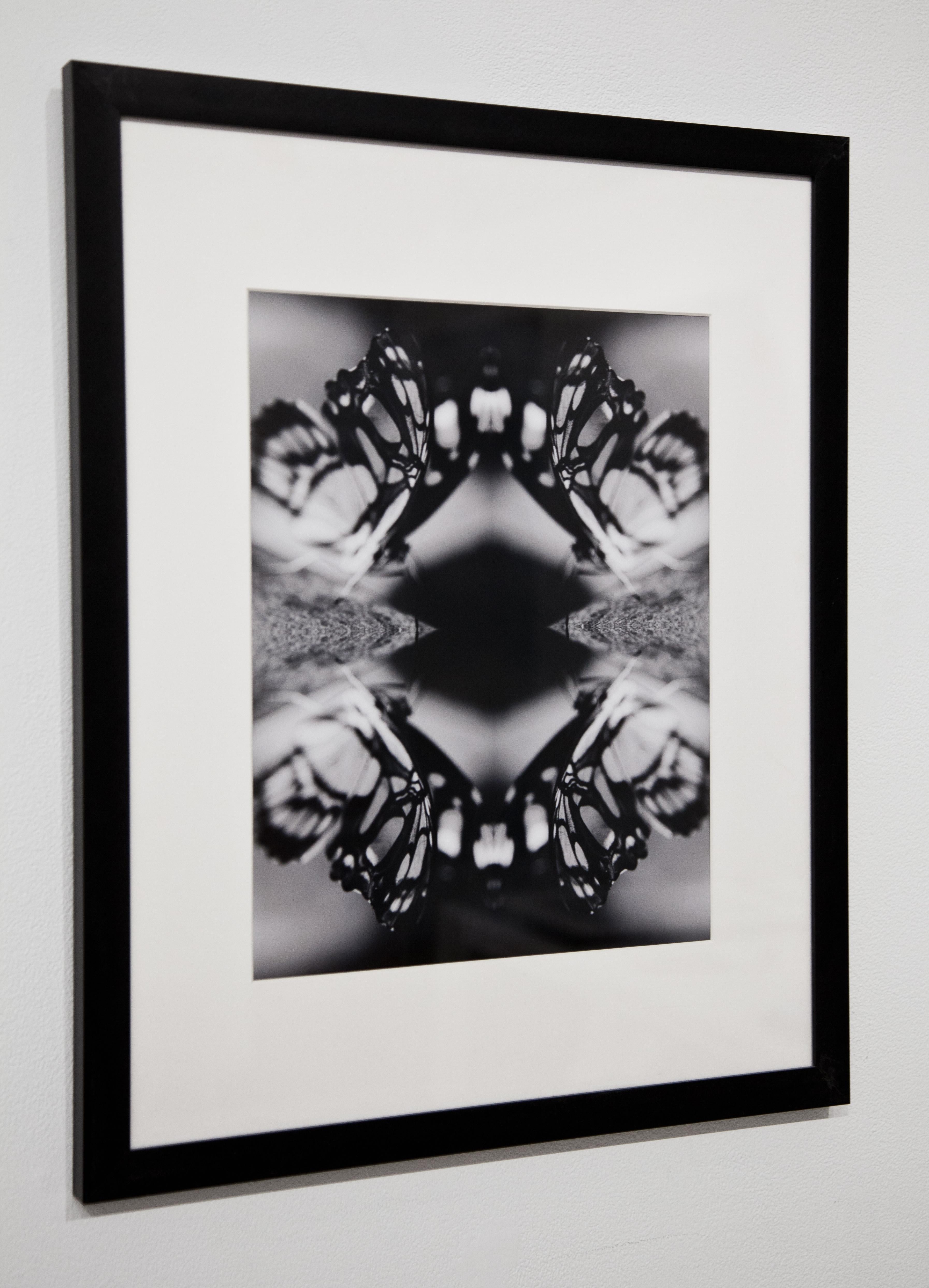 Papiliones No 6, Photography, Black and White, Butterfly, Signed, Framed For Sale 2