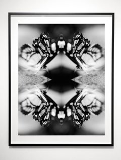 Papiliones No 6, Photography, Black and White, Butterfly, Signed, Framed