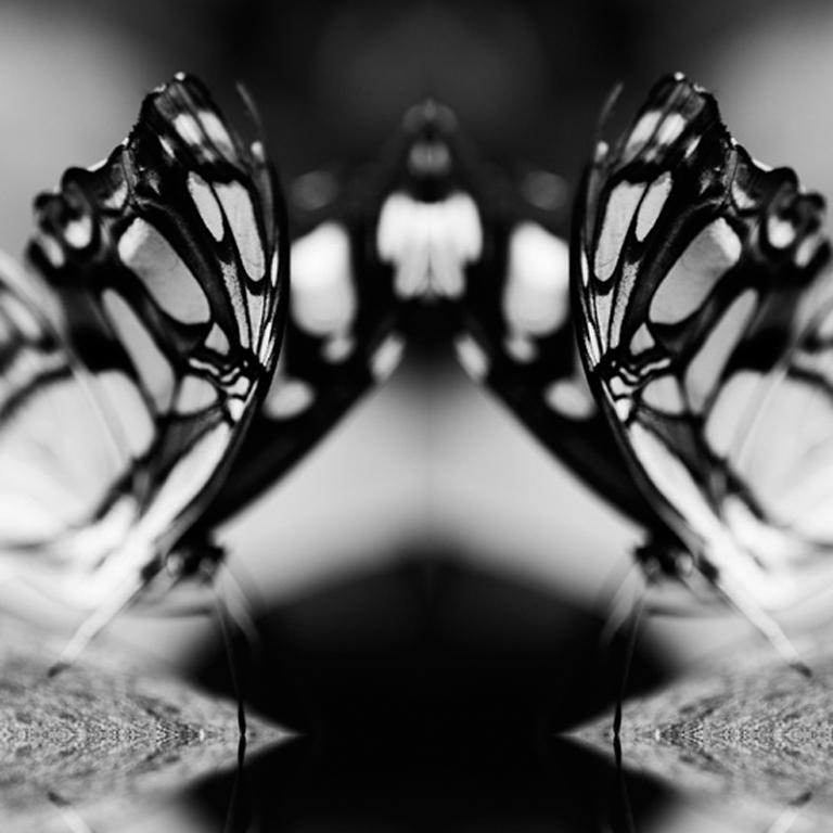Papiliones No 6, Photography, Black and White, Butterfly, Signed, Framed For Sale 1
