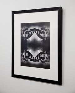 Papiliones No 7, Photography, Black and White, Butterfly, Signed, Framed