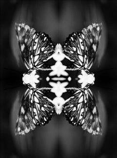 Papiliones No 9, Photography, Black and White, Butterfly, Signed, Framed