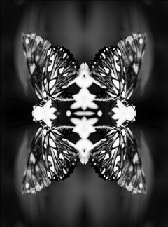 Papiliones No 9, Photography, Black and White, Butterfly, Signed, Framed