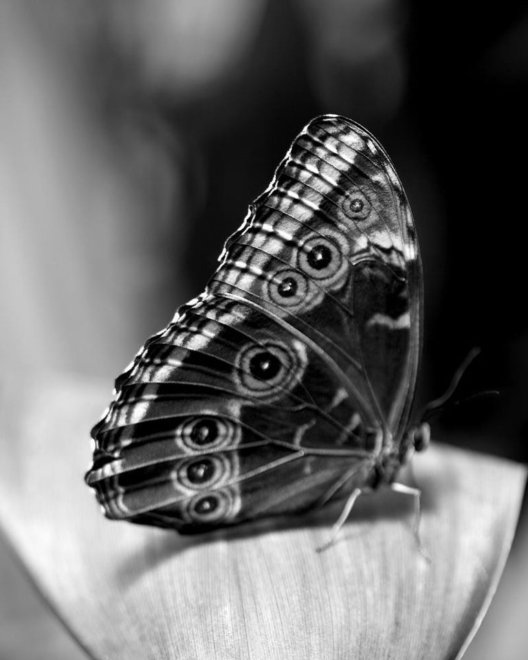 Indira Cesarine Figurative Photograph - Self Portrait as a Butterfly No 1, Photography, Black and White, Signed, Framed 