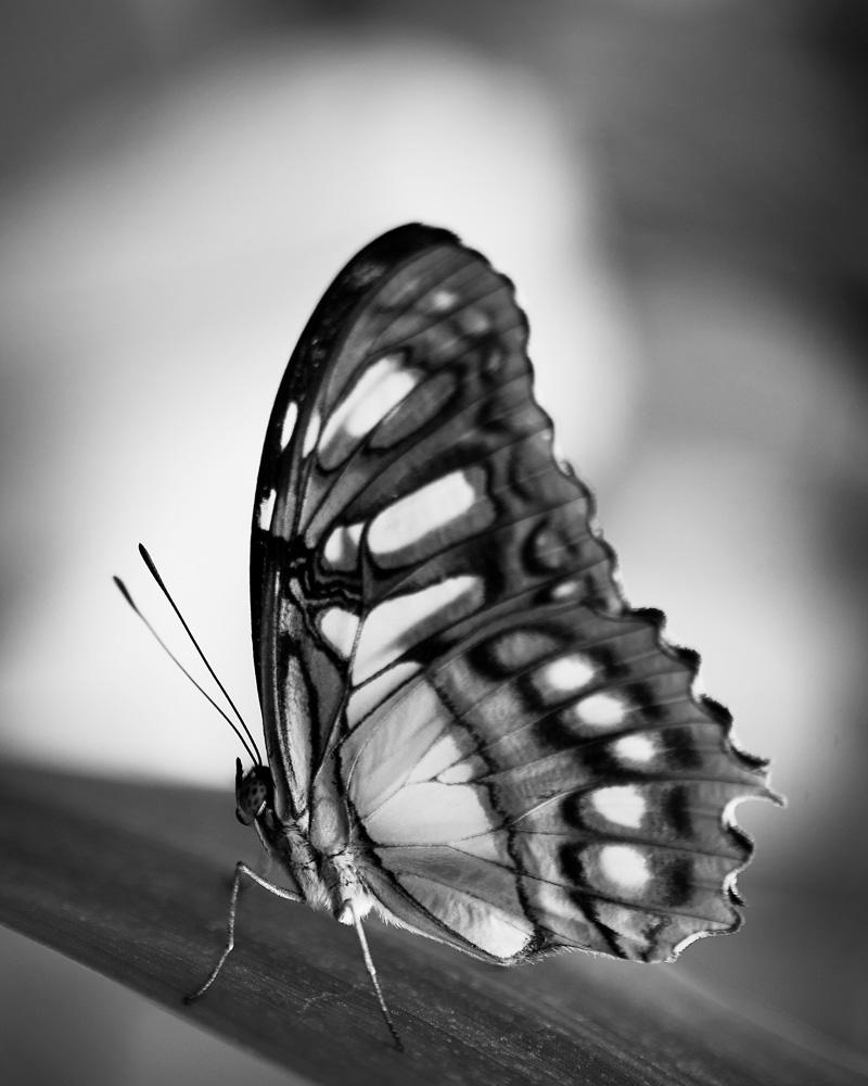 Indira Cesarine Black and White Photograph - Self Portrait as a Butterfly No 2, Photography, Black and White, Signed, Framed 