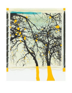 Antique Trees with yellow apples