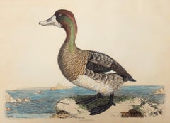 Antique Scaup Pochard, Female