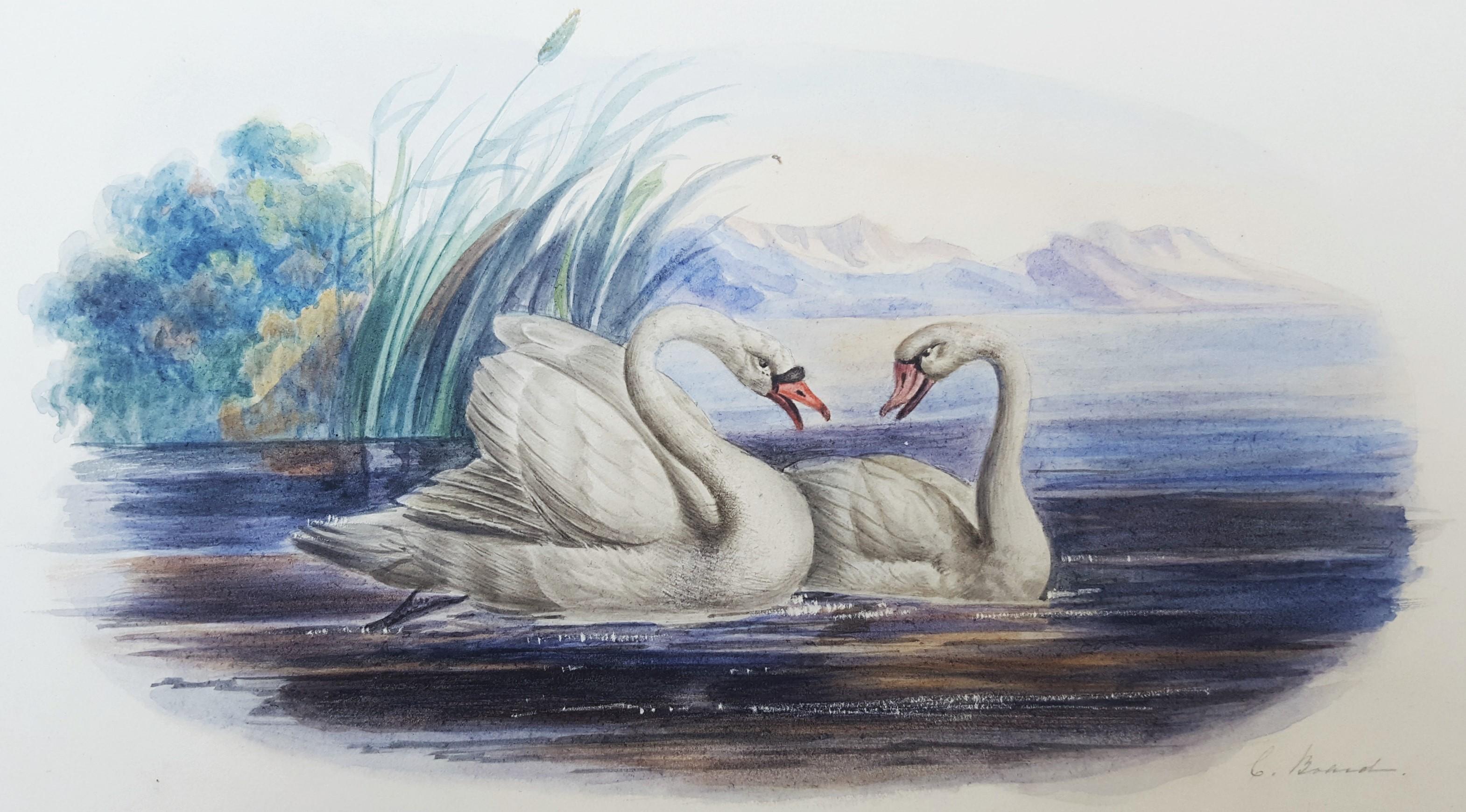 Animal Art  Catherine Board - Swans /// Artiste féminine d'antiquités Oiseaux Ornithologie Paysage animal aquarelle