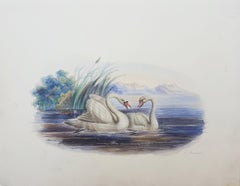 Swans /// Antique Female Artist Bird Ornithology Animal Landscape Watercolor Art