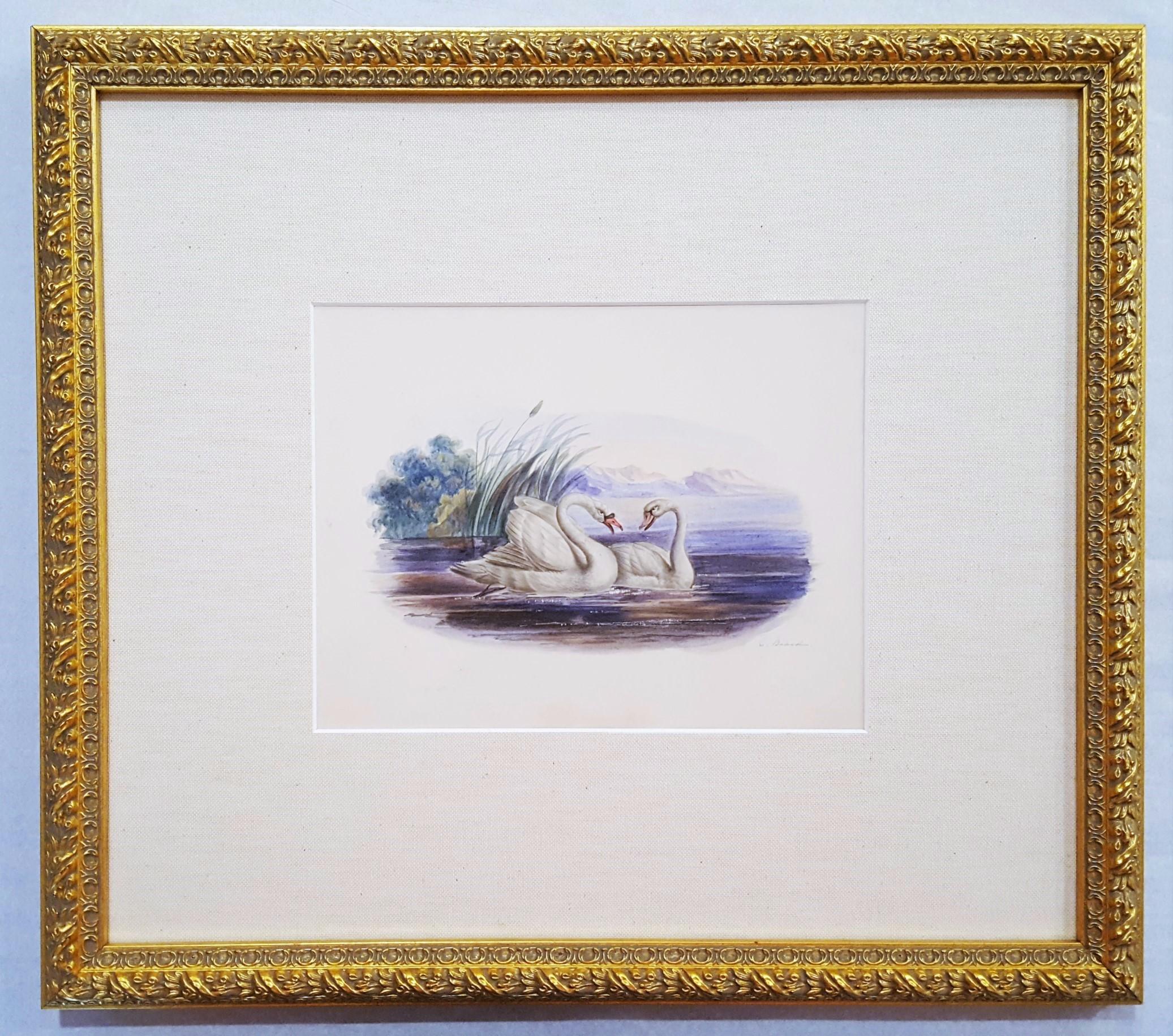 Cigni /// Antico Artista Femminile Uccello Ornitologia Animale Paesaggio Acquerello Arte in vendita 2